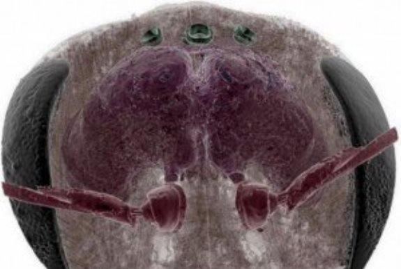 تصاویر سه بعدی از مغز زنبور