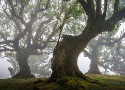 جنگل های باستانی و مسحور کننده مادیرا با درختان 500 ساله