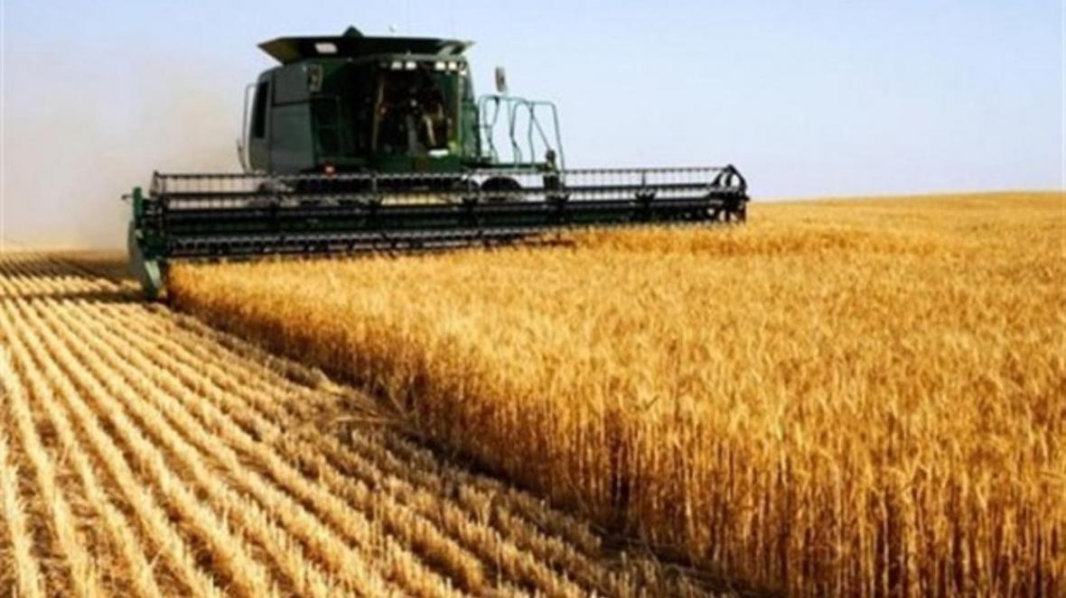 قائن رکوردار فراوری خوشه های طلایی