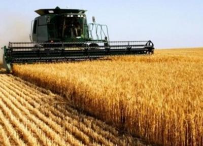 قائن رکوردار فراوری خوشه های طلایی