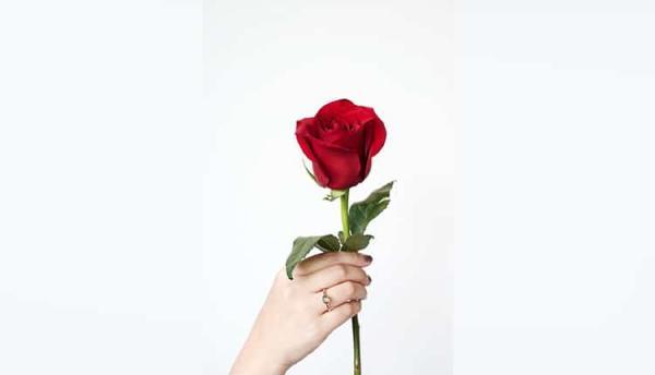 19 عکس گل سرخ زیبا، جدید و عاشقانه برای پروفایل