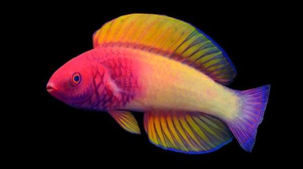 دانشمندان گونه جدیدی از ماهی های رنگین کمانی را در مالدیو کشف کردند