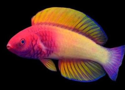 دانشمندان گونه جدیدی از ماهی های رنگین کمانی را در مالدیو کشف کردند