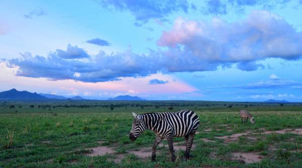 برترین پارک های ملی اوگاندا
